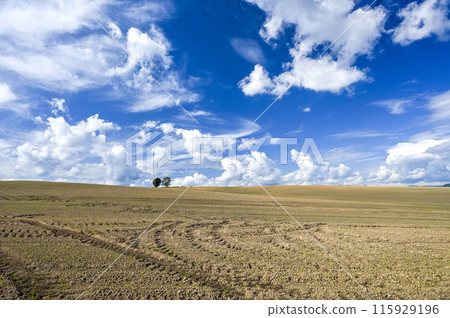 播種前的美瑛田 115929196