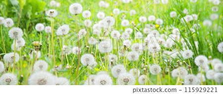 Green field with white dandelions 115929221