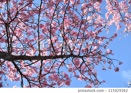 Kawazu cherry blossoms in the blue sky Kawazu cherry blossoms in the blue sky 115929362
