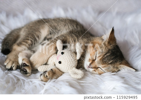 A cute kitten sleeps on a fluffy blanket, hugging a knitted toy rabbit A cute kitten sleeps on a fluffy blanket, hugging a knitted toy rabbit 115929495
