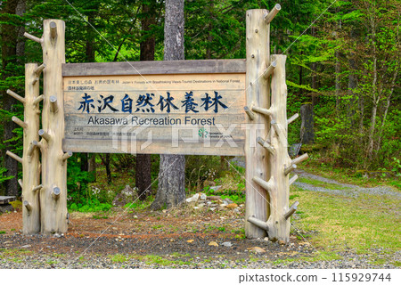 [May] Akazawa Natural Recreation Forest [Agematsu Town, Kiso District] 115929744