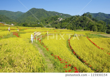 秋天的寺坂梯田 秋天的寺坂梯田 115930154