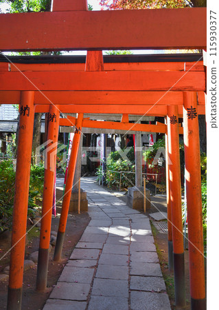 Hanazono Inari Shrine (Ueno Park, Taito-ku, Tokyo) 115930377