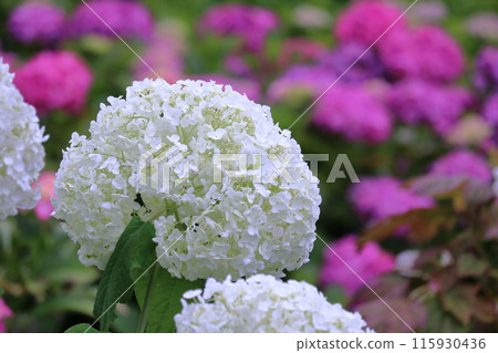White-flowering Annabelle hydrangea (Yane, Ootoyo Town, Kochi Prefecture) 115930436