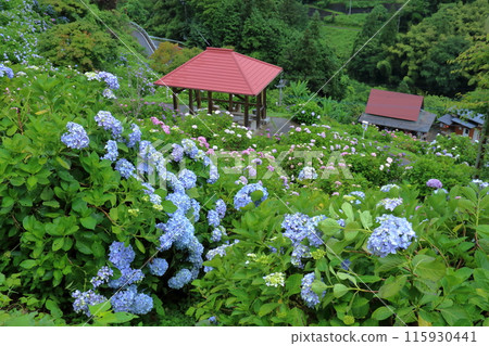 Scenery of Shingu Hydrangea Village (Shikokuchuo City, Ehime Prefecture) Scenery of Shingu Hydrangea Village (Shikokuchuo City, Ehime Prefecture) 115930441