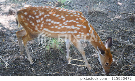 Spotted deer is standing grazing the grass 115930472