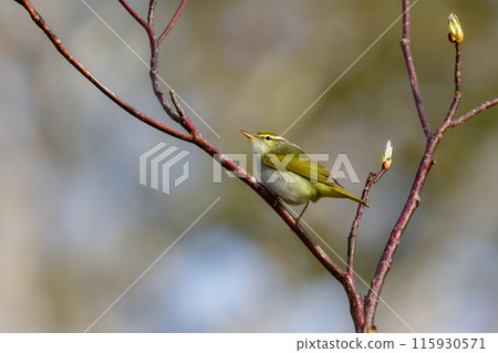 A small green bird that migrates to Japanese scrub forests and highland forests in spring, the Japanese bush warbler A small green bird that migrates to Japanese scrub forests and highland forests in spring, the Japanese bush warbler 115930571