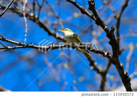 仙台鶯是一種小型綠色鳥類，在春季遷移到日本的灌木叢和高地森林。 115930572