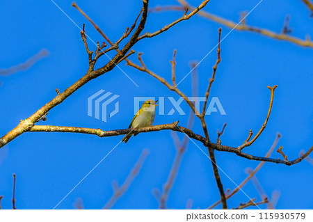 仙台鶯是一種小型綠色鳥類,在春季遷移到日本的灌木叢和高地森林。 仙台鶯是一種小型綠色鳥類,在春季遷移到日本的灌木叢和高地森林。 115930579