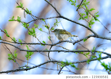 A small green bird that migrates to Japanese scrub forests and highland forests in spring, the Japanese bush warbler A small green bird that migrates to Japanese scrub forests and highland forests in spring, the Japanese bush warbler 115930581