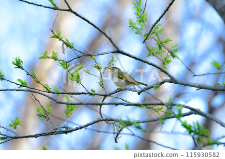 A small green bird that migrates to Japanese scrub forests and highland forests in spring, the Japanese bush warbler 115930582