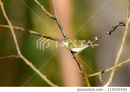 仙台鶯是一種小型綠色鳥類,在春季遷移到日本的灌木叢和高地森林。 仙台鶯是一種小型綠色鳥類,在春季遷移到日本的灌木叢和高地森林。 115930598