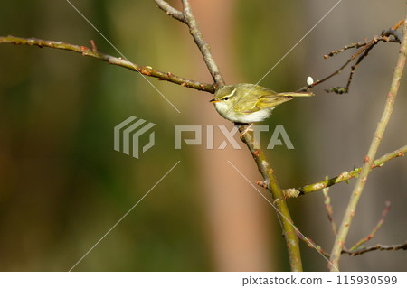 A small green bird that migrates to Japanese scrub forests and highland forests in spring, the Japanese bush warbler 115930599