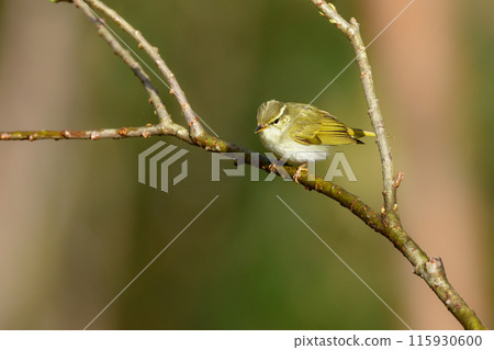 A small green bird that migrates to Japanese scrub forests and highland forests in spring, the Japanese bush warbler 115930600