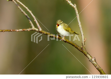 仙台鶯是一種小型綠色鳥類，在春季遷移到日本的灌木叢和高地森林。 115930601