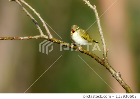 仙台鶯是一種小型綠色鳥類，在春季遷移到日本的灌木叢和高地森林。 115930602