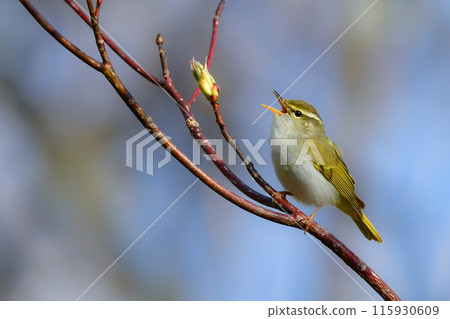 A small green bird that migrates to Japanese scrub forests and highland forests in spring, the Japanese bush warbler A small green bird that migrates to Japanese scrub forests and highland forests in spring, the Japanese bush warbler 115930609