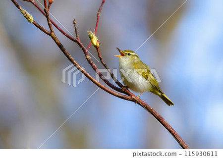 仙台鶯是一種小型綠色鳥類，在春季遷移到日本的灌木叢和高地森林。 115930611