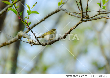 仙台鶯是一種小型綠色鳥類，在春季遷移到日本的灌木叢和高地森林。 115930612