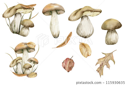 Autumn mushrooms set with realistic fungus compositions in grass and leaves and isolated elements with fall leaves watercolor set. Hand drawn forest food ,edible fungus for logo design Autumn mushrooms set with realistic fungus compositions in grass and leaves and isolated elements with fall leaves watercolor set. Hand drawn forest food ,edible fungus for logo design 115930635