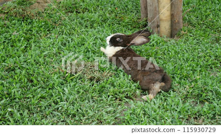 A brown rabbit is lying on the grass 115930729