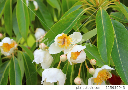 伊州白花蜂 115930943