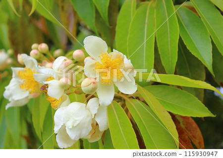 Iju, white flower, honeybee 115930947