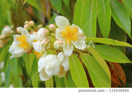 Iju, white flower, honeybee 115930948