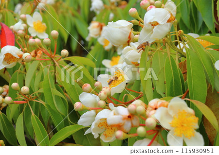Iju, white flower, honeybee Iju, white flower, honeybee 115930951