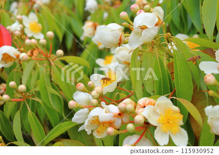 Iju, white flower, honeybee 115930952