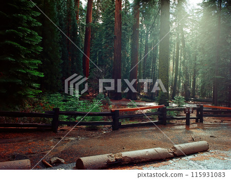 Film Image Giant Sequoia Red Wood Forest Film Image Giant Sequoia Red Wood Forest 115931083