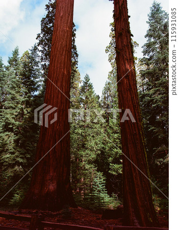 Film Image Giant Sequoia Red Wood Forest Film Image Giant Sequoia Red Wood Forest 115931085