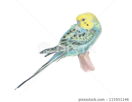 Sekisei長尾小鸚鵡 115931146