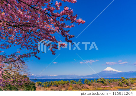 [靜岡縣] 與河津櫻花盛開的西伊豆井田隔海相望的富士山 115931264