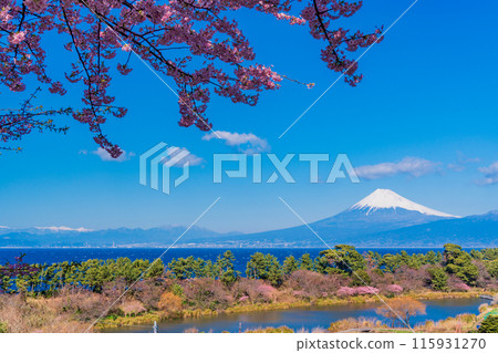 [靜岡縣] 與河津櫻花盛開的西伊豆井田隔海相望的富士山 115931270