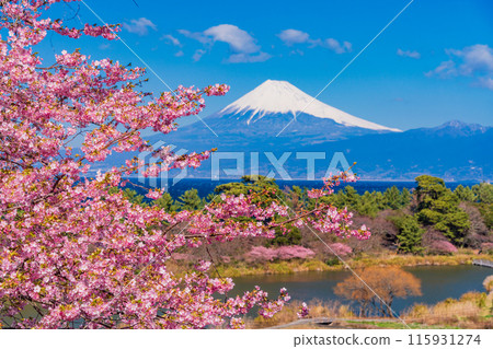 [Shizuoka Prefecture] Mt. Fuji seen across the sea from Nishiizuida where Kawazu cherry blossoms bloom 115931274
