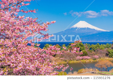 [靜岡縣] 與河津櫻花盛開的西伊豆井田隔海相望的富士山 115931276
