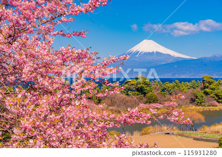 [Shizuoka Prefecture] Mt. Fuji seen across the sea from Nishiizuida where Kawazu cherry blossoms bloom 115931280