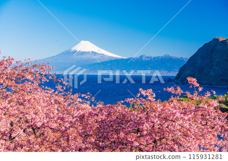 [Shizuoka Prefecture] Mt. Fuji seen across the sea from Nishiizuida where Kawazu cherry blossoms bloom 115931281