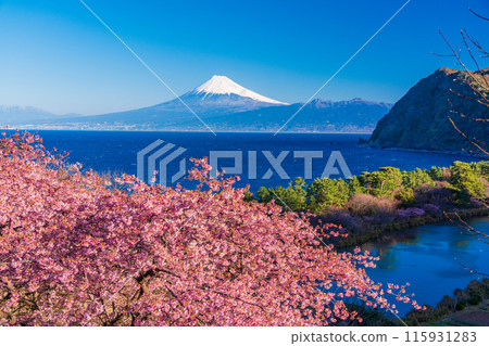 [Shizuoka Prefecture] Mt. Fuji seen across the sea from Nishiizuida where Kawazu cherry blossoms bloom 115931283