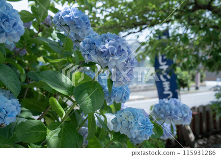 Light blue hydrangea 115931286