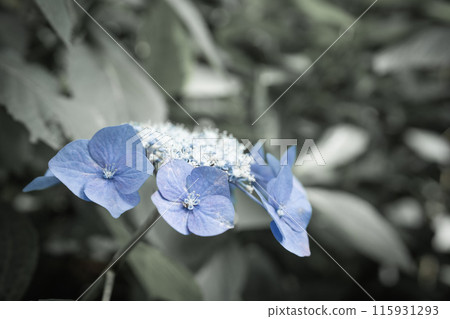Blue hydrangea Blue hydrangea 115931293