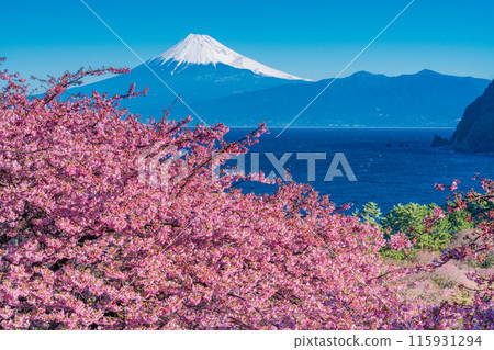 [Shizuoka Prefecture] Mt. Fuji seen across the sea from Nishiizuida where Kawazu cherry blossoms bloom 115931294