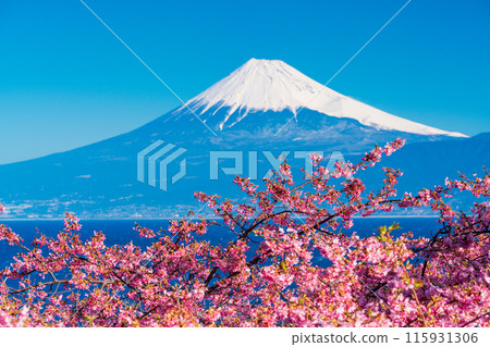 [靜岡縣] 與河津櫻花盛開的西伊豆井田隔海相望的富士山 115931306