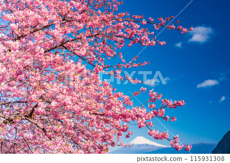 [Shizuoka Prefecture] Mt. Fuji seen across the sea from Nishiizuida where Kawazu cherry blossoms bloom 115931308