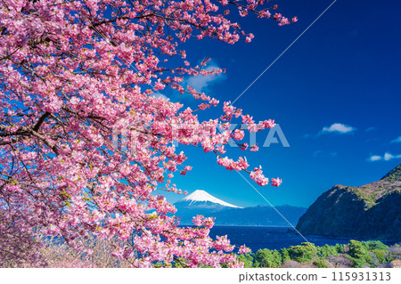 [靜岡縣] 與河津櫻花盛開的西伊豆井田隔海相望的富士山 115931313
