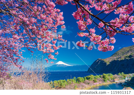 [Shizuoka Prefecture] Mt. Fuji seen across the sea from Nishiizuida where Kawazu cherry blossoms bloom 115931317