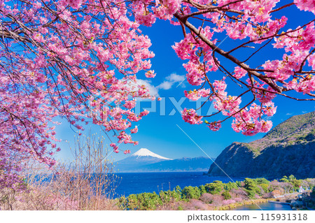 [Shizuoka Prefecture] Mt. Fuji seen across the sea from Nishiizuida where Kawazu cherry blossoms bloom 115931318