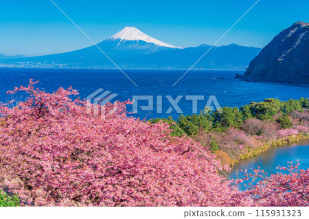 [Shizuoka Prefecture] Mt. Fuji seen across the sea from Nishiizuida where Kawazu cherry blossoms bloom 115931323