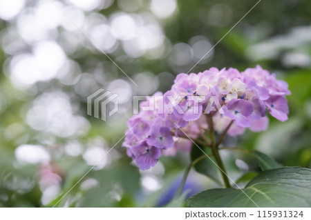 Hydrangea blooming in the rainy season 115931324